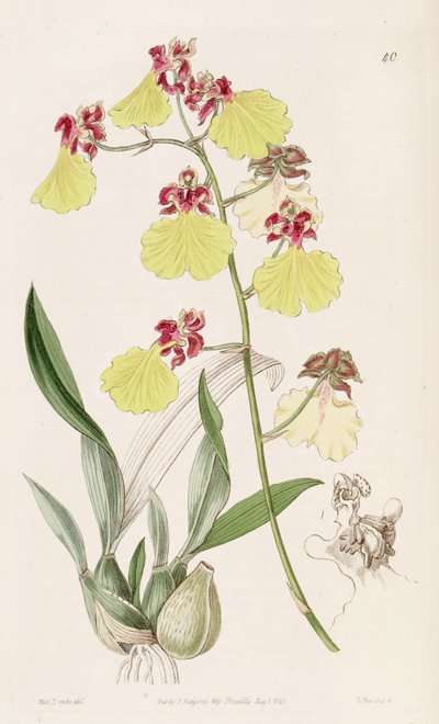 Oncidium spilopterum da Miss Drake